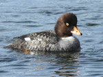 Barrow's Goldeneye (female)